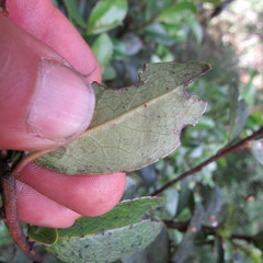 Symplocos theiformis