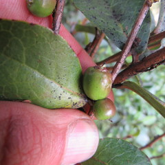 Symplocos theiformis