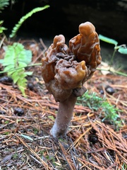 Gyromitra