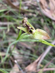 Calochilus robertsonii
