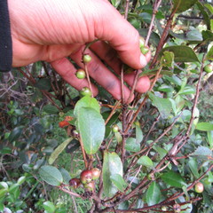 Symplocos theiformis