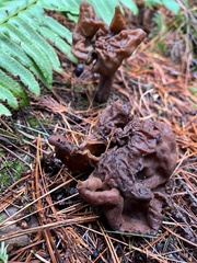 Gyromitra