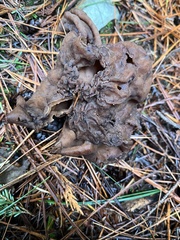 Gyromitra