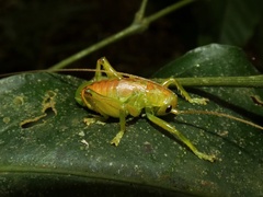 Brachybaenus