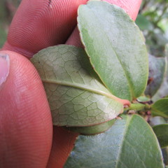 Symplocos theiformis