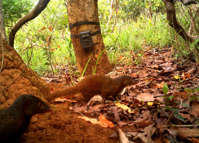 Pousargues's Mongoose