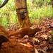 Pousargues' Mongoose - Photo (c) 
Aebischer Thierry and Hickisch Raffael, some rights reserved (CC BY)