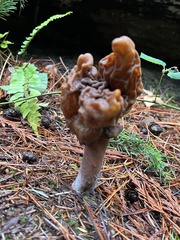 Gyromitra