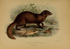 Pousargues's Mongoose photo 2