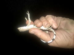 Callisaurus draconoides ventralis