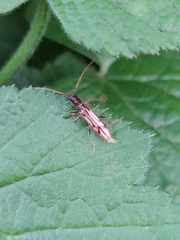 Cerambycidae