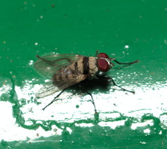 Anthomyia illocata