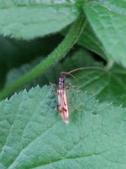 Cerambycidae