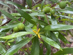 Persoonia tropica