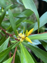 Persoonia tropica
