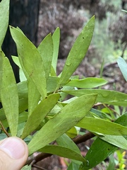 Persoonia tropica
