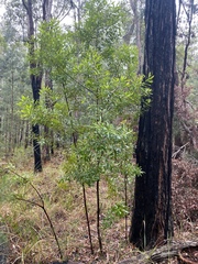 Persoonia tropica