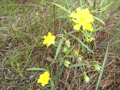 Hibbertia longifolia