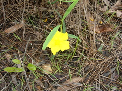 Hibbertia longifolia