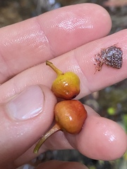 Ficus leptoclada