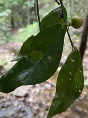 Ficus leptoclada