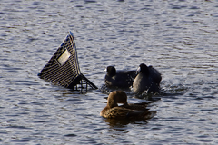 Fulica americana