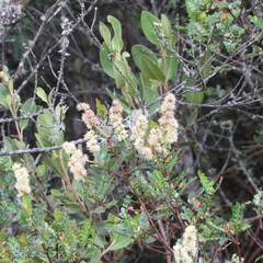 Weinmannia fagaroides