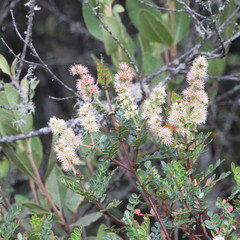 Weinmannia fagaroides