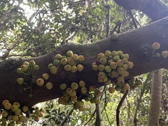 Ficus leptoclada