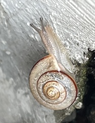 Bradybaena similaris