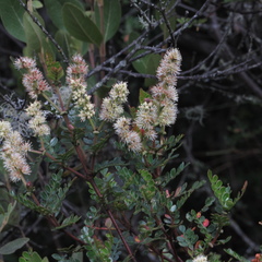 Weinmannia fagaroides