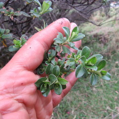 Escallonia myrtilloides