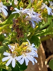 Scaevola crassifolia