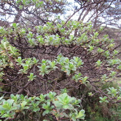 Escallonia myrtilloides