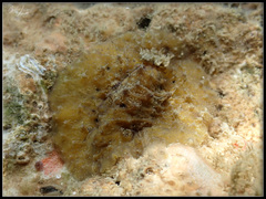 Sclerodoris apiculata