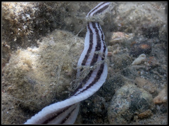 Baseodiscus quinquelineatus