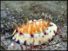 Goniobranchus collingwoodi