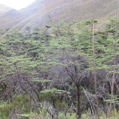 Escallonia myrtilloides