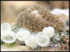 Phestilla lugubris