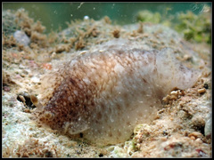 Dendrodoris albobrunnea