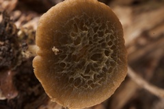 Simocybe phlebophora