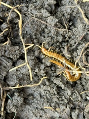 Scolopocryptops peregrinator