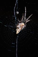 Cyclosa confusa