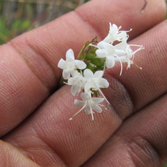 Valeriana triphylla