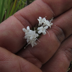 Valeriana triphylla