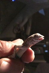 Callisaurus draconoides ventralis