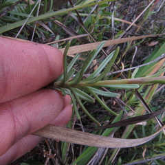 Valeriana triphylla