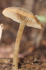 Simocybe phlebophora