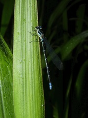 Argia johannella