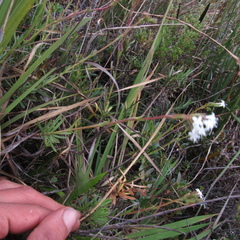 Valeriana triphylla